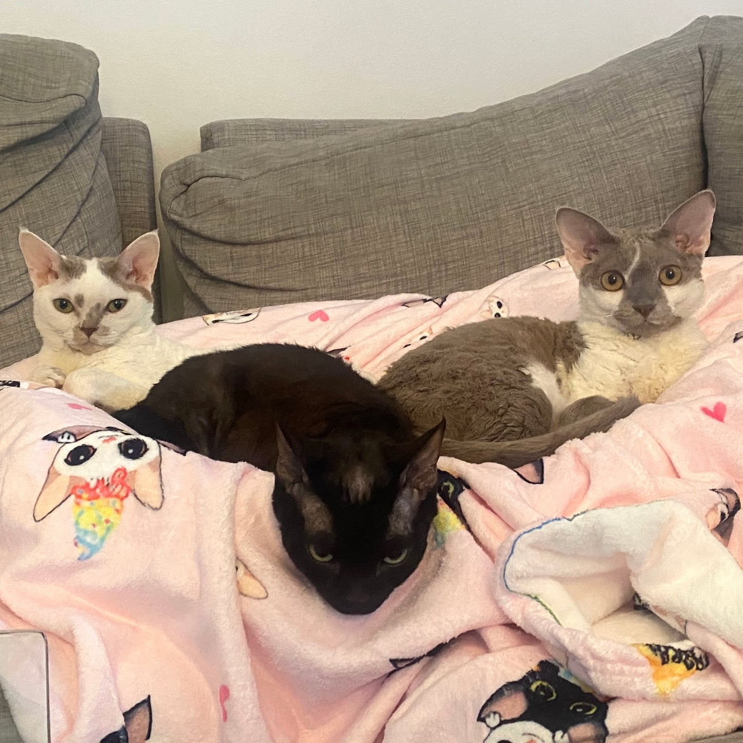 Kitty Scoops Blanket