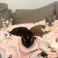 Kitty Scoops Blanket